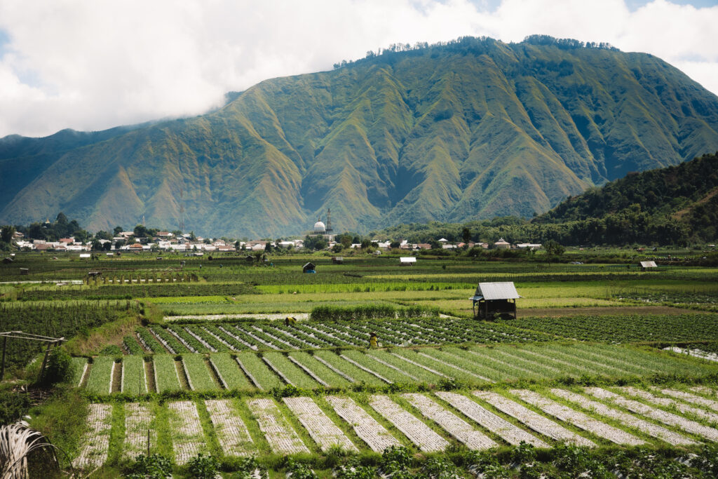 The strawberry fields of Lombok