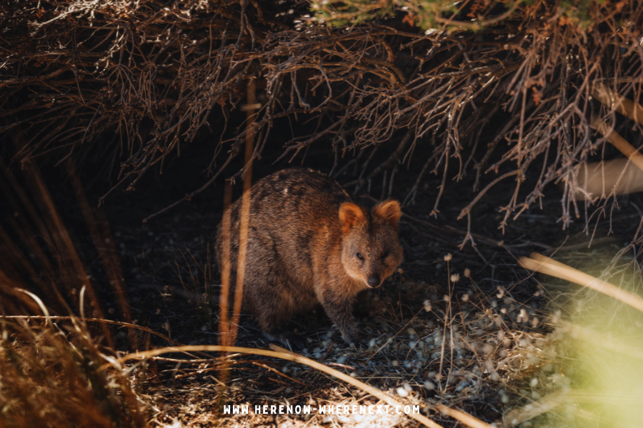 Rottnest Island Quokkas